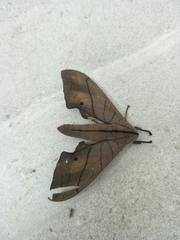 Marumba cristata bukaiana