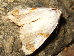 Sphragifera biplagiata