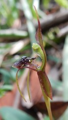 Chiloglottis diphylla