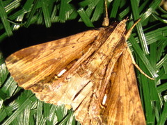 Ercheia niveostrigata
