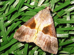 Hypena trigonalis