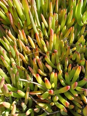 Carpobrotus muirii