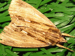 Ercheia niveostrigata