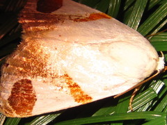 Sphragifera biplagiata