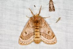 Anthela ochroptera