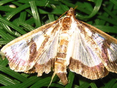 Glyphodes quadrimaculalis