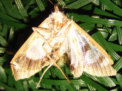 Glyphodes quadrimaculalis