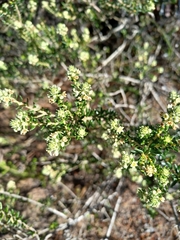Phylica axillaris