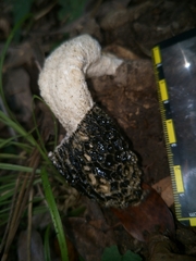 Phallus impudicus