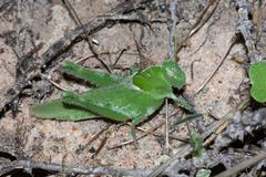 Ecphantus quadrilobus