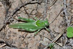 Ecphantus quadrilobus