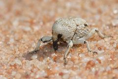 Elaeagna squamibunda