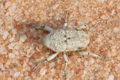 Elaeagna squamibunda