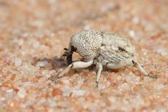 Elaeagna squamibunda