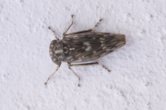 Stenidiocerus poecilus