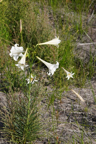 Formosa lily