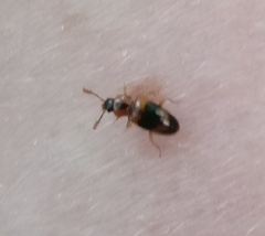 Phymaphora pulchella