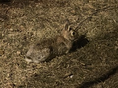 Sylvilagus floridanus
