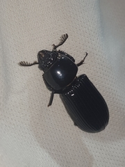 Mastachilus australasicus