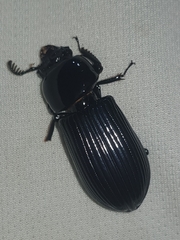 Mastachilus australasicus