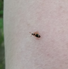 Phymaphora pulchella