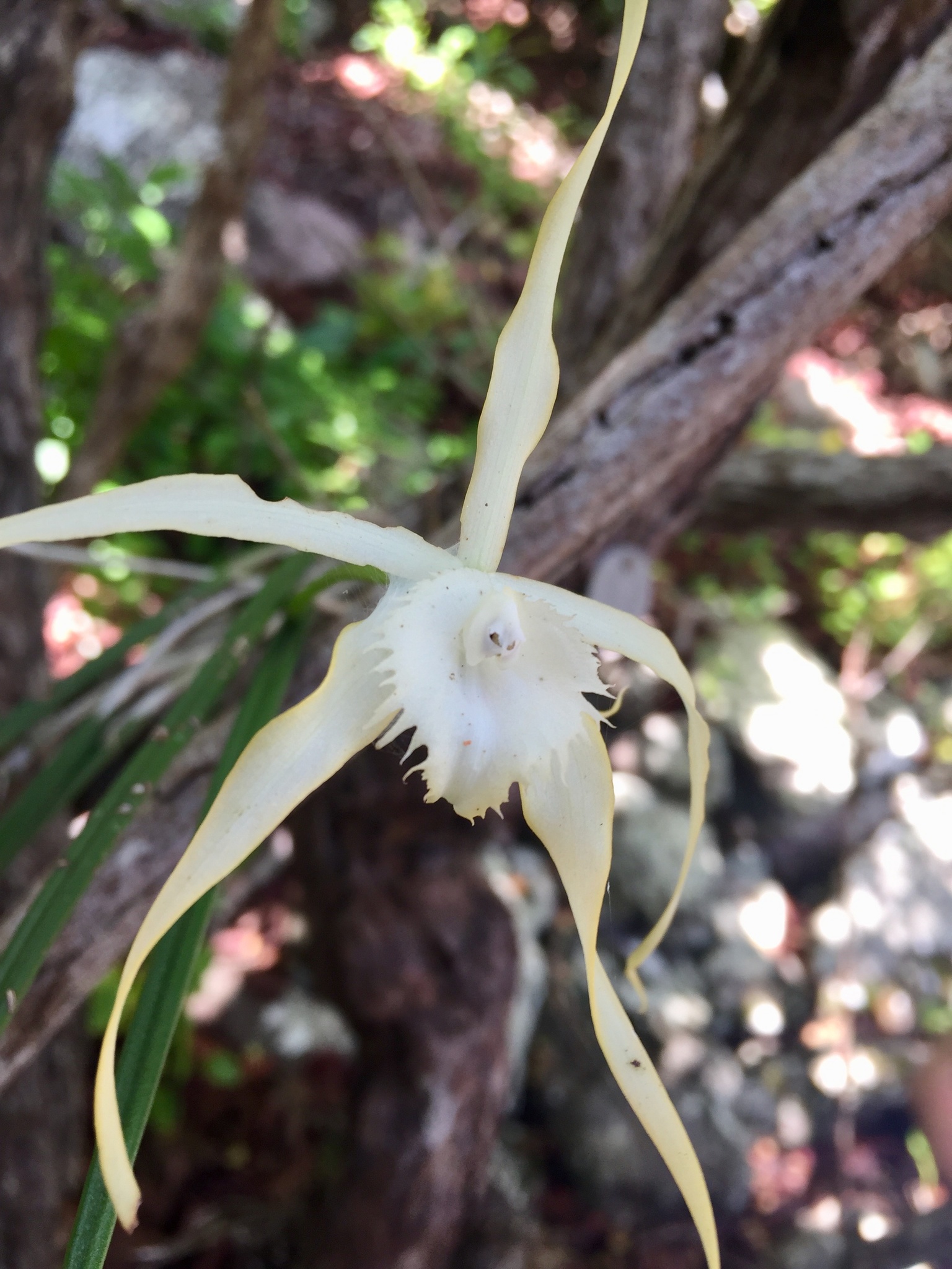 Brassavola cucullata (L.) R.Br. 2