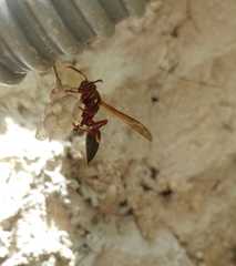 Polistes stabilinus