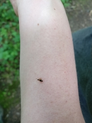 Phymaphora pulchella