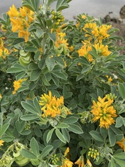 Medicago arborea