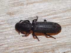 Bothrideridae