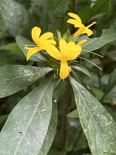 Barleria oenotheroides