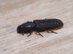 Bothrideridae