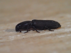 Bothrideridae