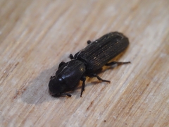 Bothrideridae