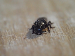 Bothrideridae
