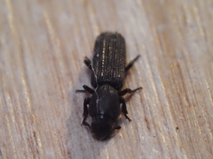 Bothrideridae