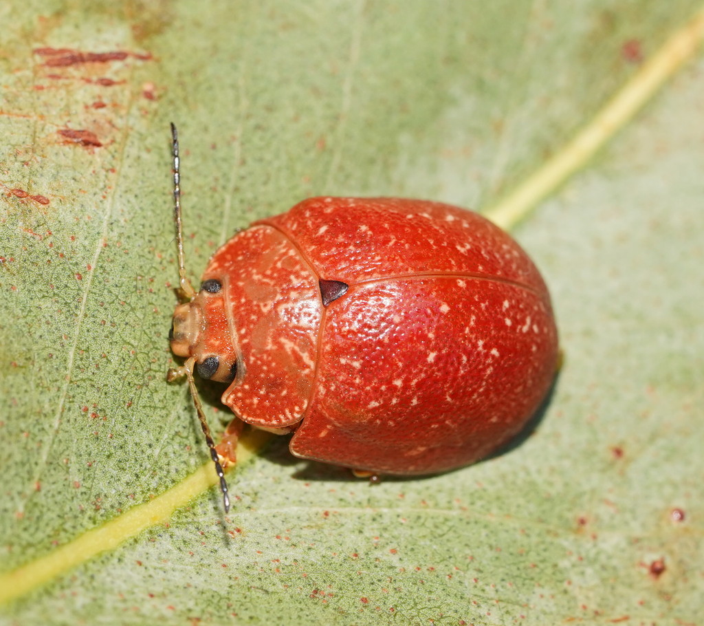 Variole Paropsine Beetle