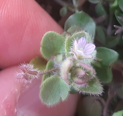Veronica sublobata