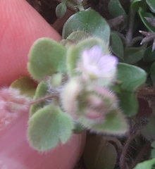 Veronica sublobata