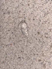 Durrantia piperatella