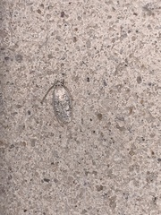 Durrantia piperatella