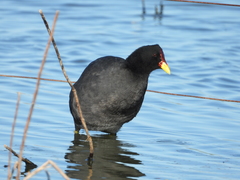 Fulica rufifrons