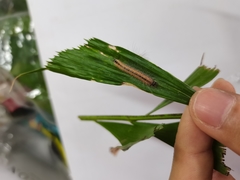 Thaumantis hainana