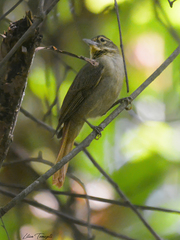Anabacerthia ruficaudata
