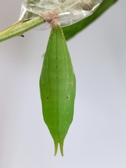 Thaumantis hainana