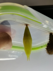 Thaumantis hainana