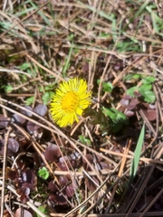 Tussilago farfara