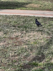 Corvus frugilegus