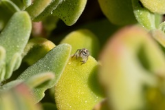 Maratus speciosus
