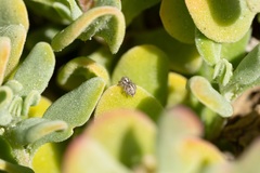 Maratus speciosus